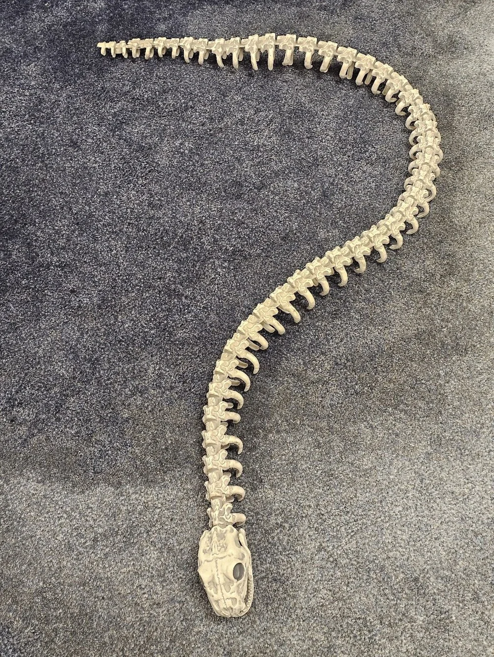 6 Foot Skeleton Snake Halloween Macabre Decor